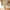 files/LAN100411_FOTM_Tulip_Med_ROOM_1.webp