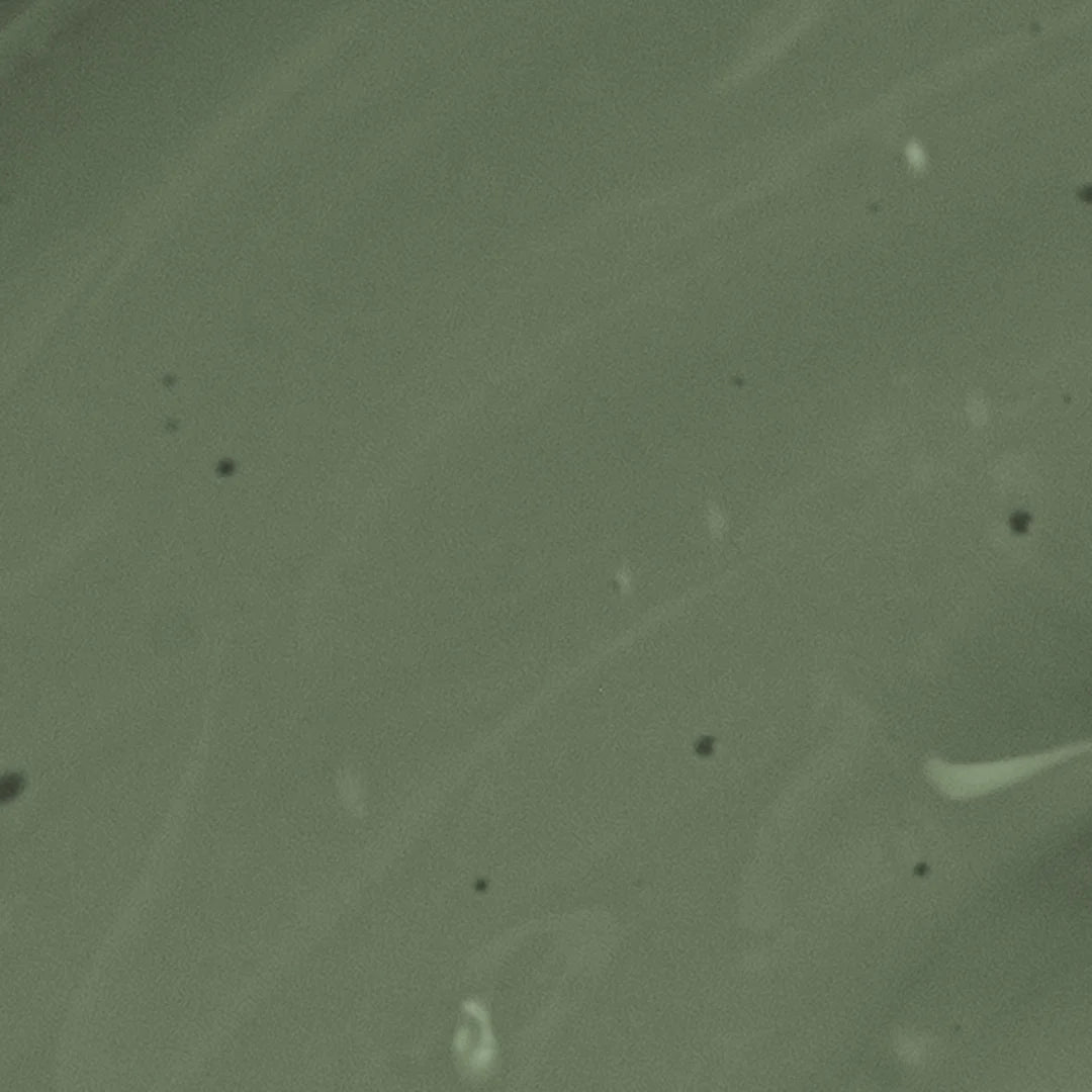 New Forest Green Eggshell Paint - 1L