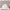 files/ThePeacock_sPromise_Rose_LAN100401_Roomset1_WEB.webp